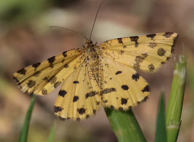 Pseudopanthera macularia - párducfoltos araszoló