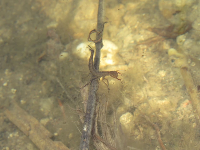 Dytiscidae - csíkbogárfélék