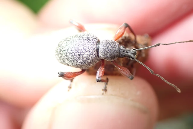 Dodecastichus