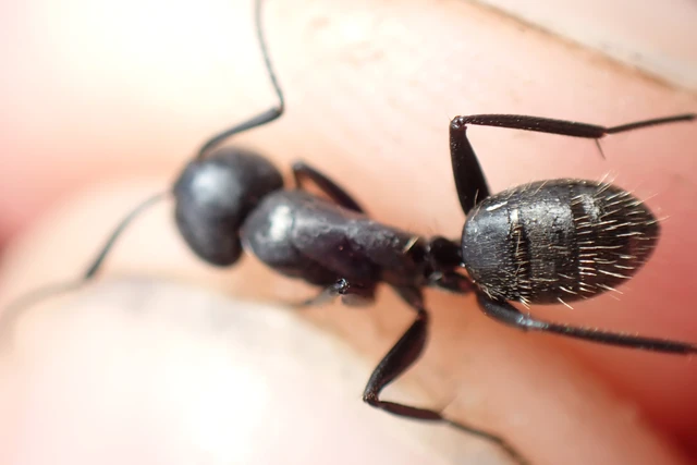 Camponotus vagus - fekete lóhangya