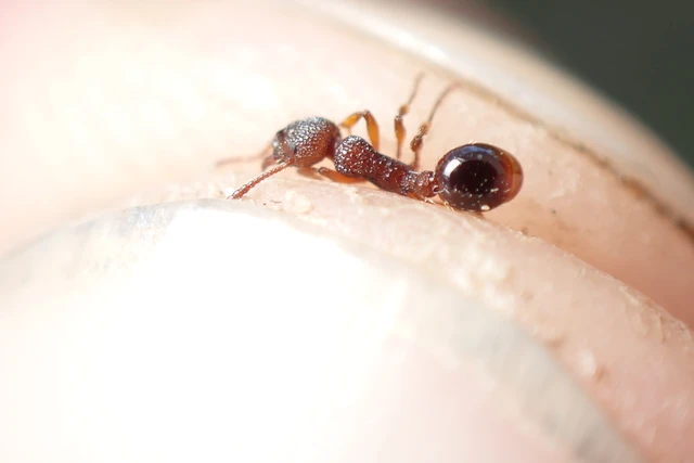 Myrmica specioides - pusztai bütyköshangya