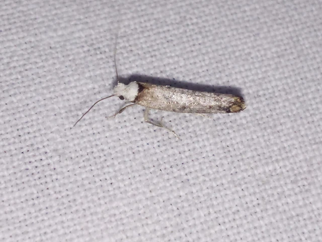 Pseudoswammerdamia combinella - szemfoltos tarkamoly