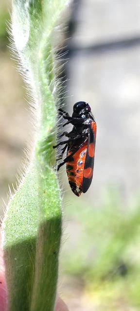 Cercopis sanguinolenta