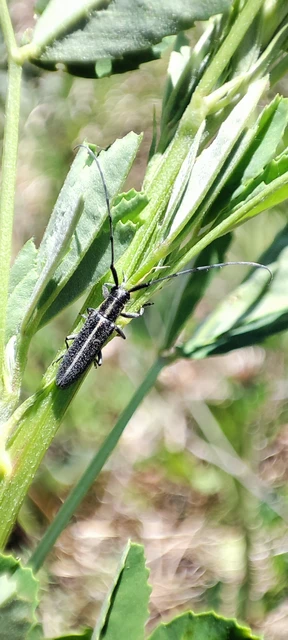 Agapanthia cardui - sávos bogáncscincér