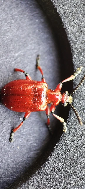 Lilioceris merdigera - hagymabogár Lilioceris merdigera - hagymabogár