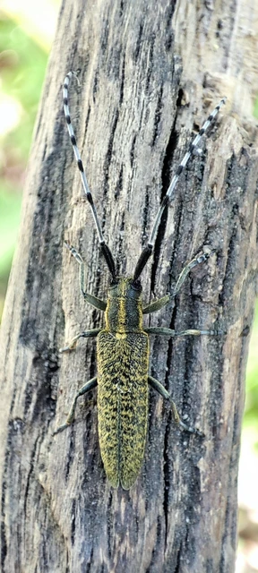 Agapanthia villosoviridescens - fehérgyűrűs bogáncscincér