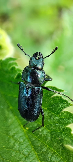 Platycerus caraboides - kis fémesszarvasbogár