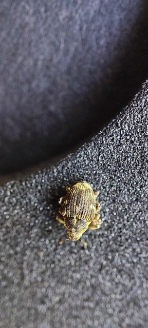 Nedyus quadrimaculatus - közönséges csalánormányos