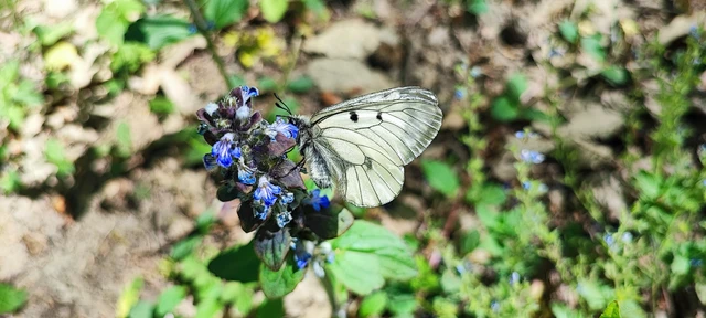Parnassius mnemosyne - kis apollólepke