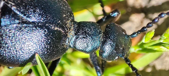 Meloe violaceus - kék nünüke