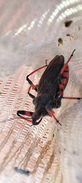 Rhynocoris annulatus - gyűrűslábú gyilkospoloska
