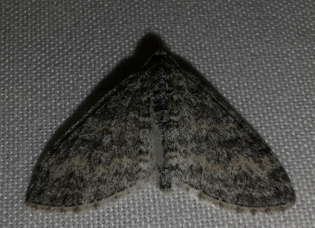 Lobophora halterata - szárnyfüggelékes araszoló