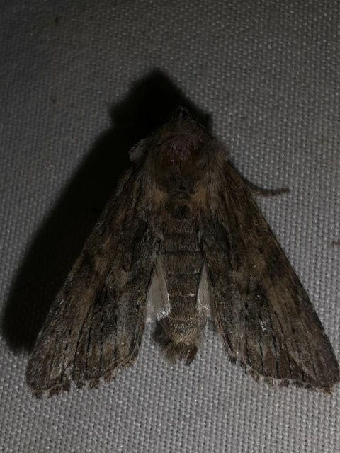 Egira conspicillaris - változékony szürkebagoly