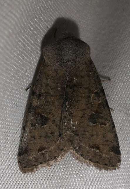 Orthosia incerta - változékony barkabagoly