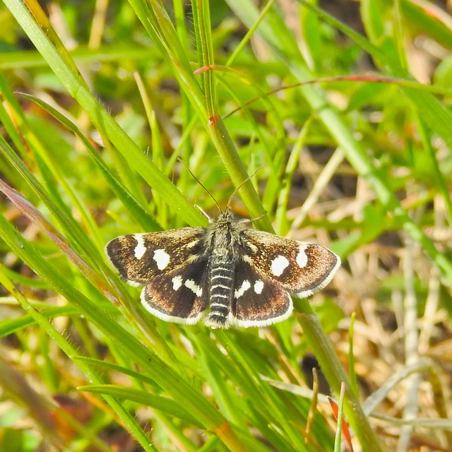 Eurrhypis pollinalis - galajszövő kormosmoly