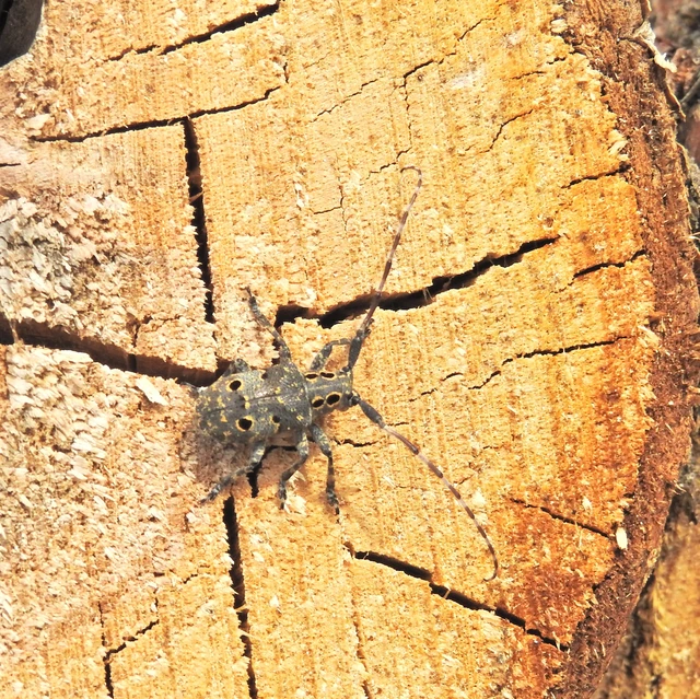 Mesosa curculionoides - szemfoltos cincér Mesosa curculionoides - szemfoltos cincér