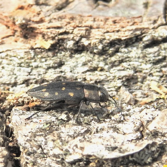Trachypteris picta decostigma - foltos fürgedíszbogár