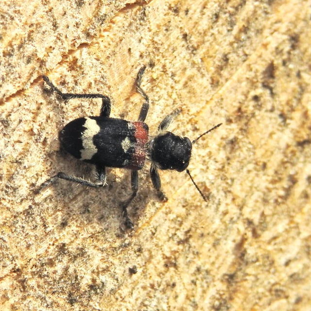Clerus mutillarius - feketenyakú szúfarkas