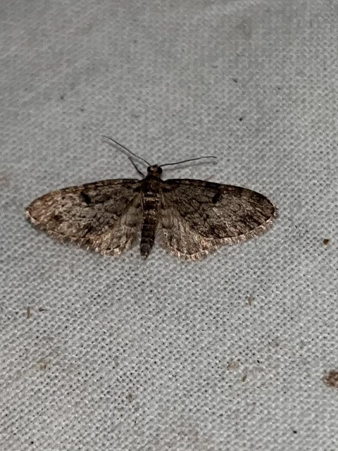 Eupithecia tantillaria - feketegyűrűs törpearaszoló