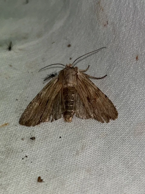 Lithophane socia - barna fabagoly