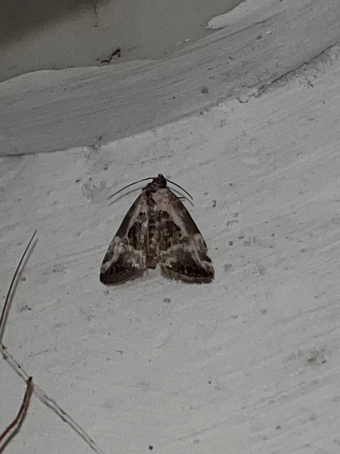 Hapalotis venustula - rózsaszínű mázasbagoly