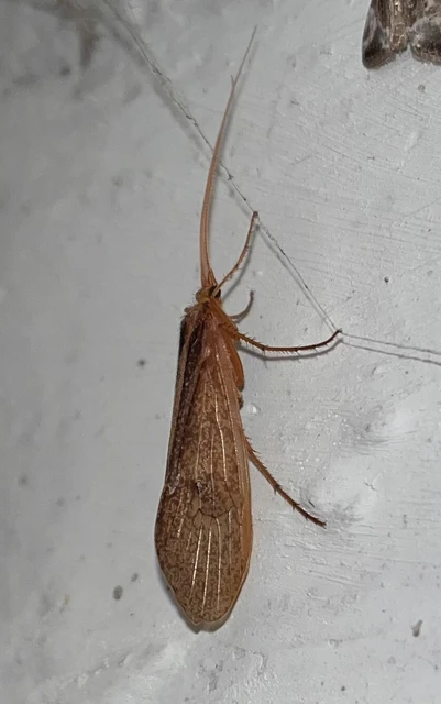 Trichoptera - Tegzesek