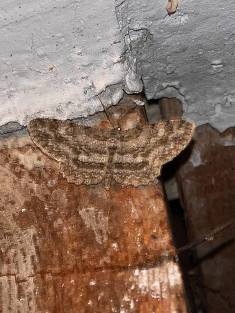 Hypomecis punctinalis - pettyes faaraszoló