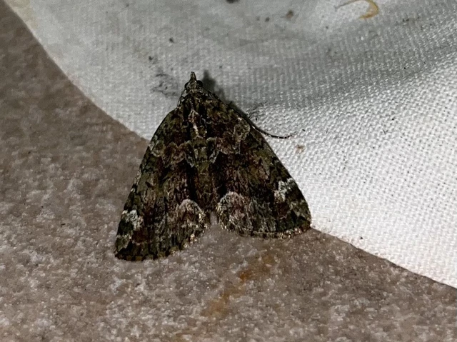 Chloroclysta siterata - salátazöld araszoló