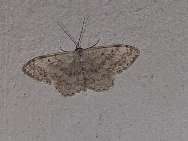 Scopula marginepunctata - pettyes sávosaraszoló