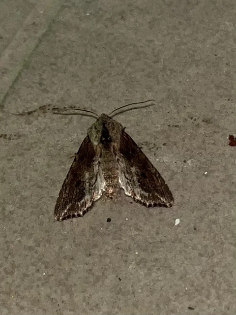 Egira conspicillaris - változékony szürkebagoly