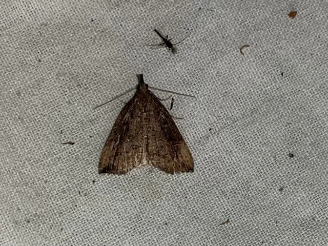 Hypena rostralis - közönséges karcsúbagoly
