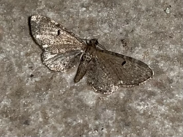 Eupithecia assimilata - komló-törpearaszoló