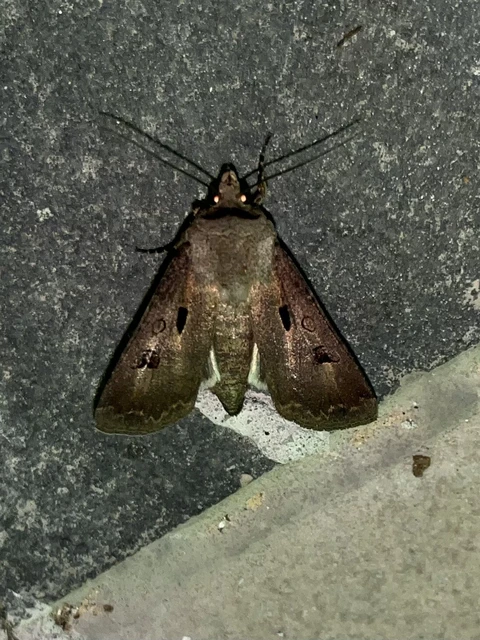 Agrotis exclamationis - felkiáltójeles földibagoly