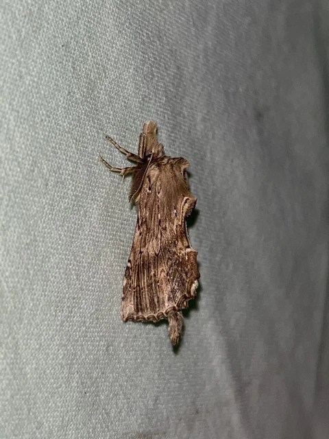 Pterostoma palpina - csőrös púposszövő