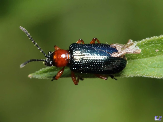 Oulema melanopus/duftschmidi