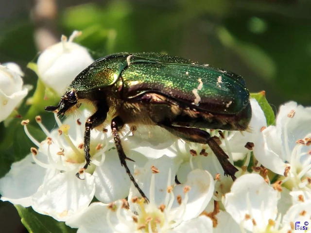 Cetonia aurata - aranyos virágbogár