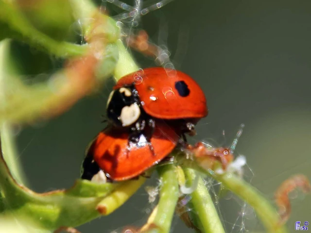 Adalia bipunctata - kétpettyes katica