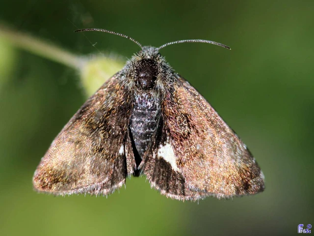 Panemeria tenebrata - apró sárgabagoly