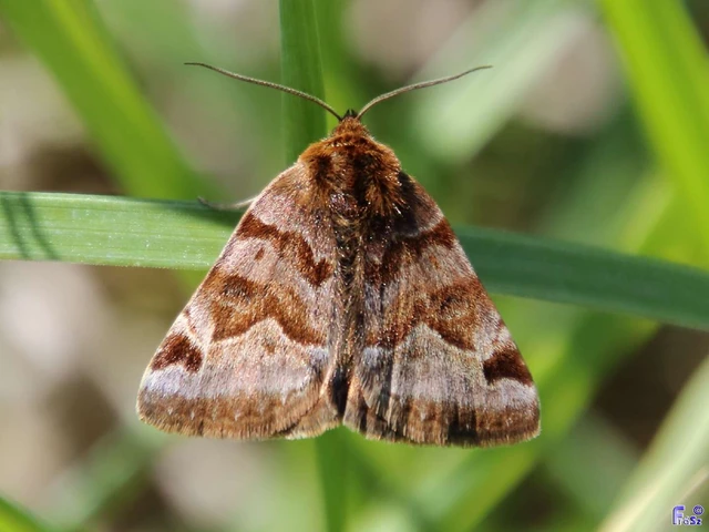 Euclidia glyphica - közönséges nappalibagoly