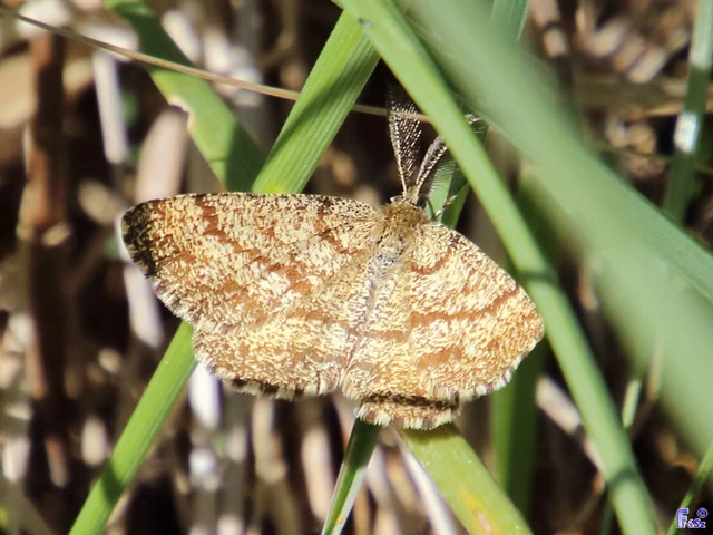 Ematurga atomaria - barna rétiaraszoló