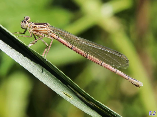 Platycnemis pennipes - széleslábú szitakötő