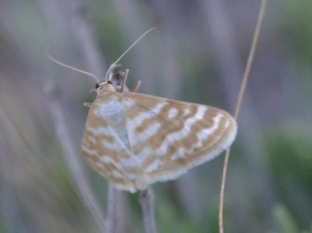 Idaea sericeata - selymes sávosaraszoló