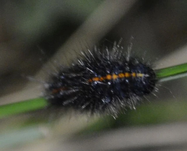 Spiris striata - csíkos molyszövő