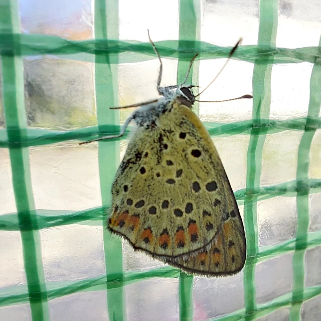 Lycaena tityrus - barna tűzlepke