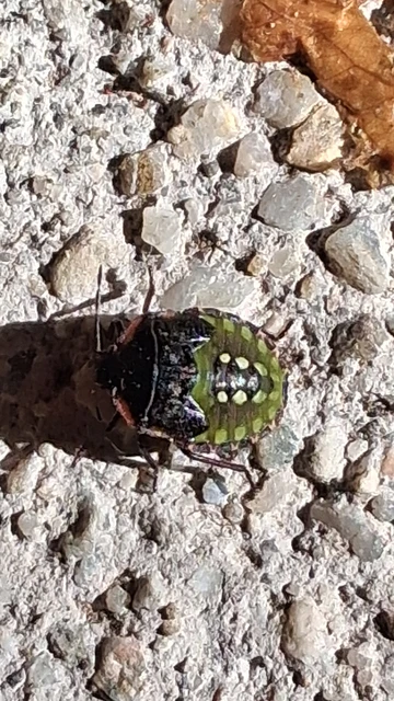 Nezara viridula - zöld vándorpoloska