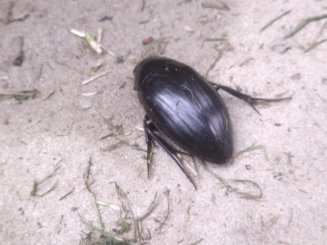 Hydrophilidae - csiborfélék