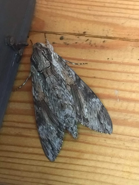 Agrius convolvuli - szulákszender