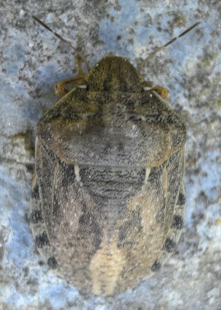 Eurygaster maura - mórpoloska Eurygaster maura - mórpoloska