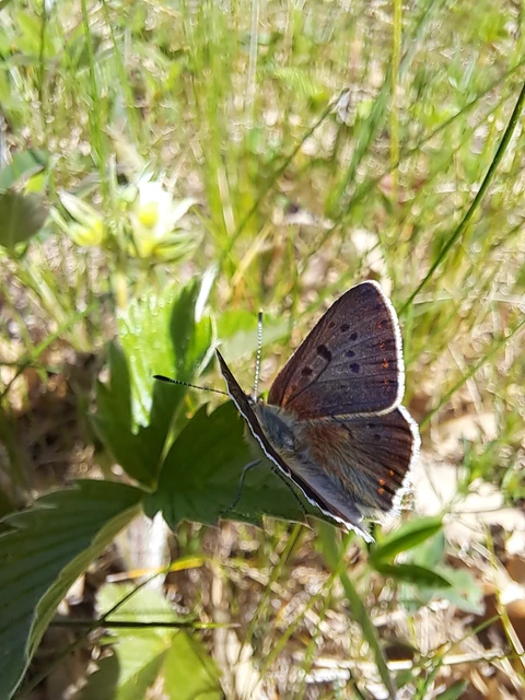 Lycaena tityrus - barna tűzlepke