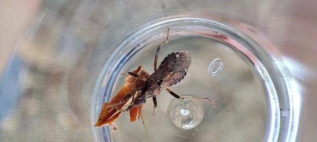 Himacerus